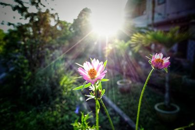 Close-up of pink flowering plant