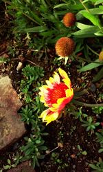 Close-up of flower growing on plant