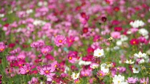 Close-up of pink flowering plants on field