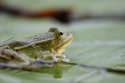 Close-up of frog on lake
