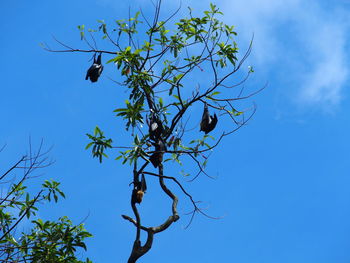 Close-up low angle view of tree against blue sky