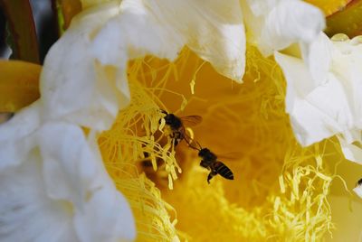 Close-up of bee pollinating flower