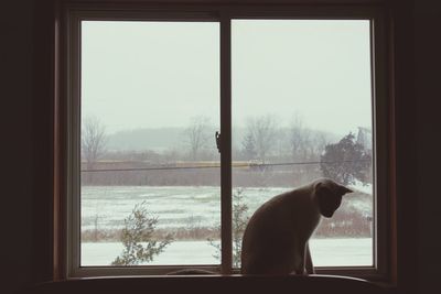 Close-up of cat looking through window