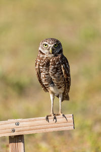 Adult burrowing owl athene cunicularia perched outside its burrow on marco island, florida