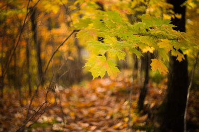 Close-up of leaves on branch