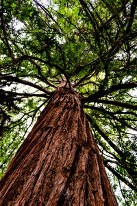 Low angle view of tree trunk