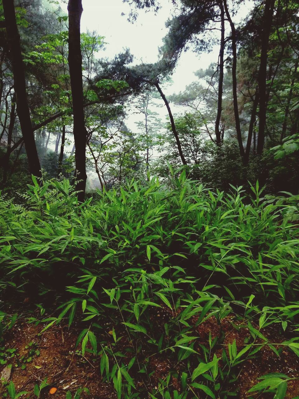 VIEW OF TREES IN FOREST