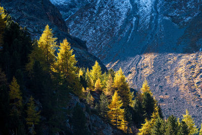 Trees in forest during autumn