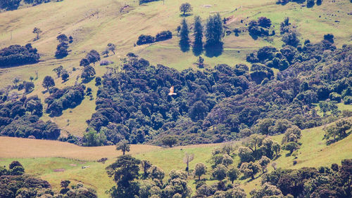 High angle view of trees on field