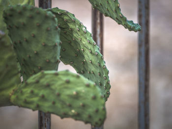 Close-up of succulent plant