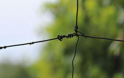 Close-up of barbed wire against blurred background
