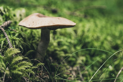 Close-up of mushroom growing on field