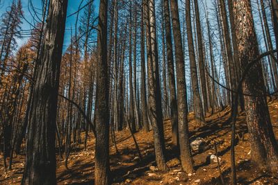 Low angle view of trees in forest