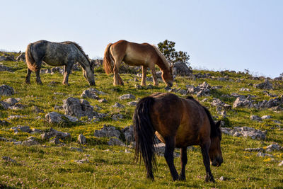 Horses grazing in a field