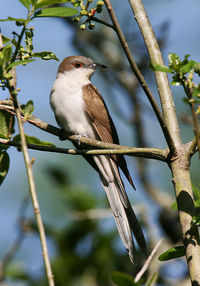 Low angle view of bird perching on branch