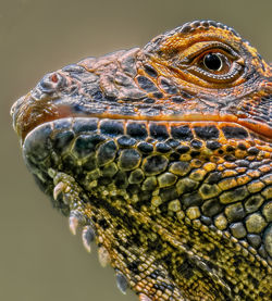 Portrait of a green iguana