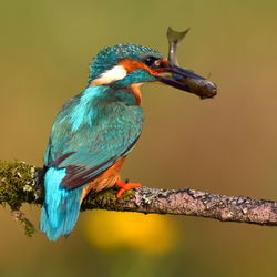 Close-up of kingfisher with fish in beak perching on branch