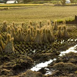 Plants growing on field