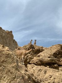 Low angle view of lizard on rock