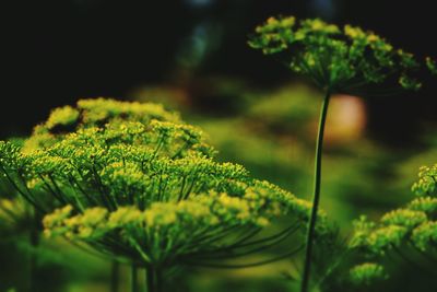 Close-up of fern