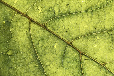 Macrophotography of a green leaf. nature background.