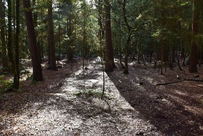 Walkway amidst trees in forest