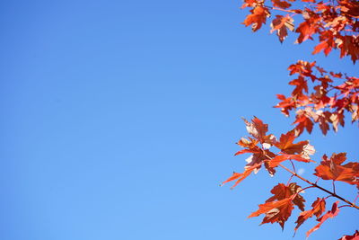 Low angle view of maple tree against clear blue sky