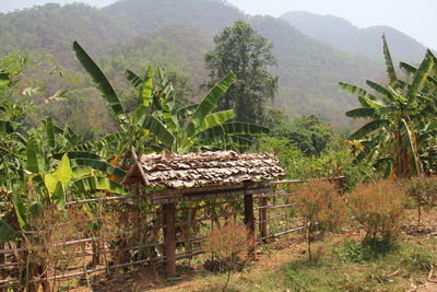 Plants and trees on field in forest