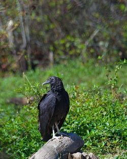 Bird perching on a land