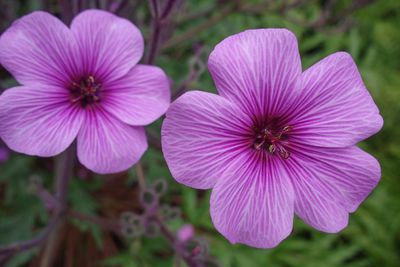 Close-up of pink flowering plant