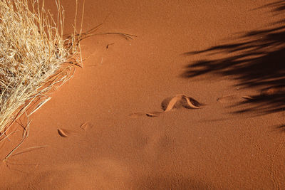 Close-up of sand at beach