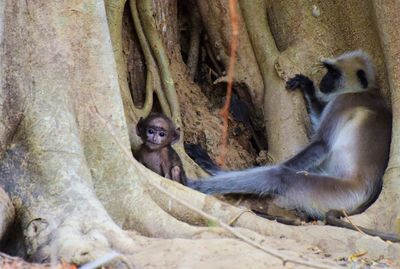 Two people sitting on tree trunk in zoo