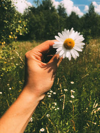 Midsection of person holding daisy flower