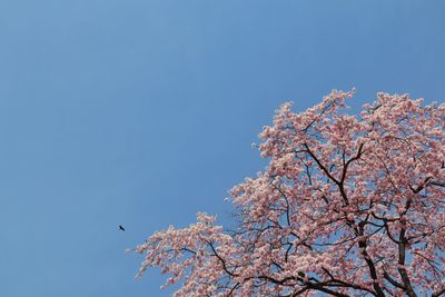 Low angle view of cherry tree against blue sky