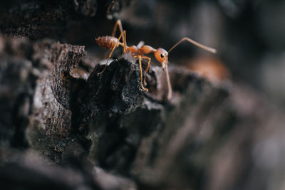 Close-up of red ant in the forest