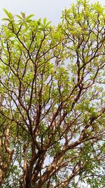 Low angle view of trees