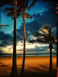 Low angle view of palm trees on beach against sky