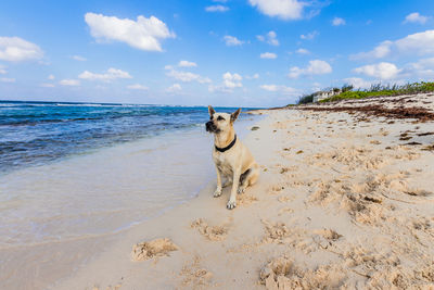 Dog on beach