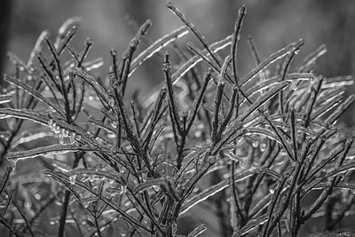 Close-up of frozen plant on field