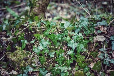 Close-up view of plants