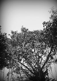 Low angle view of trees against clear sky