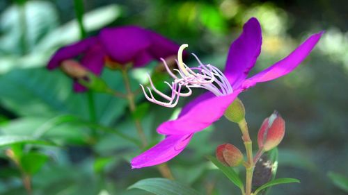 Close-up of pink flowers