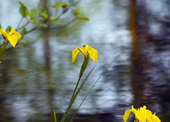 Close-up of yellow flowering plant