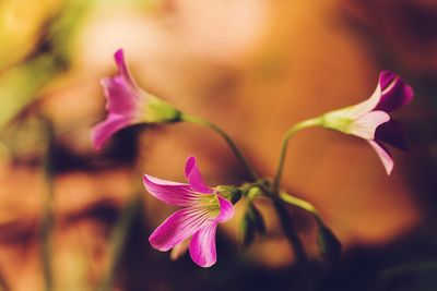 Close-up of pink flower blooming outdoors