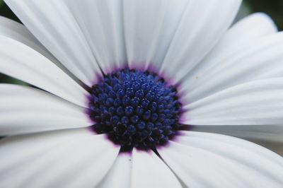 Close-up of white daisy flower