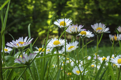 Close-up of white daisy flowers on field