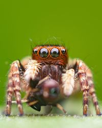 Close-up of spider