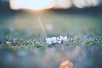 Close-up of flower petals on grass