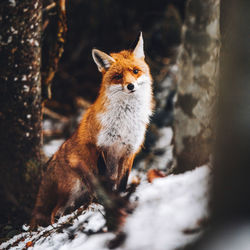 Close-up portrait of fox during winter