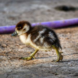 Close-up of bird